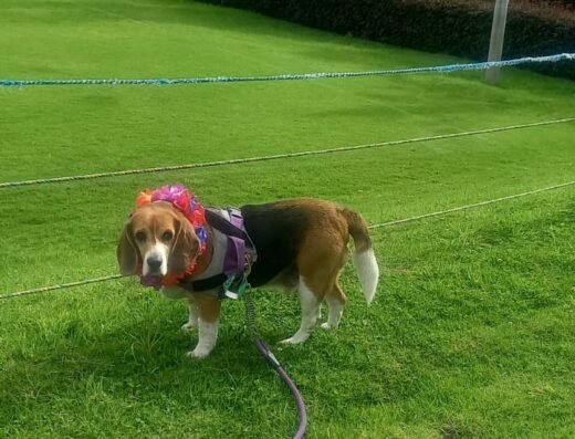 Parque de Entretenimiento Canino Colsubsidio