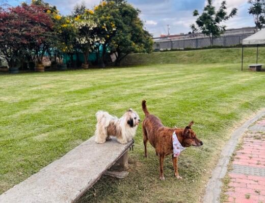 Parque Mi Mascota