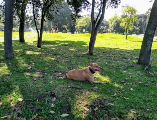 Parque para perros Simón Bolívar