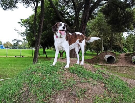 Parque para perros Simón Bolívar
