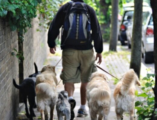 PASEADORES DE PERROS BOGOTA