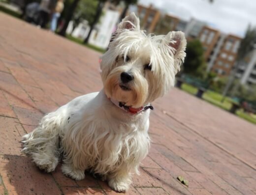 Paseando con matias