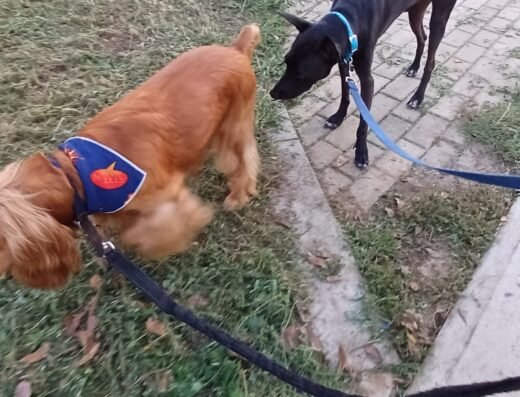 Paseo tus caninos
