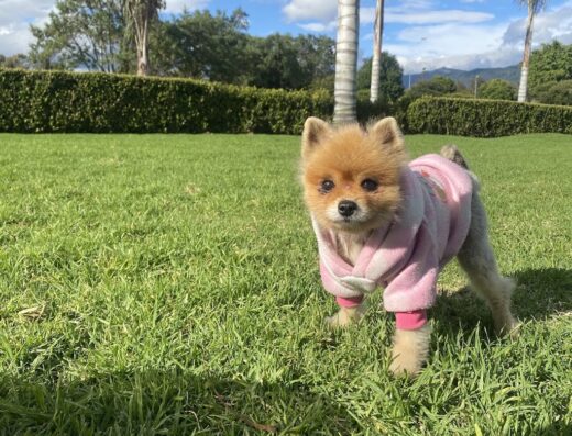 Paseo y cuido a tus peluditos