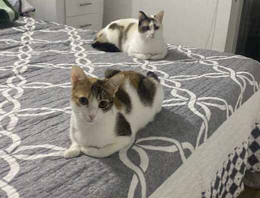 Paseo y cuido a tus peluditos