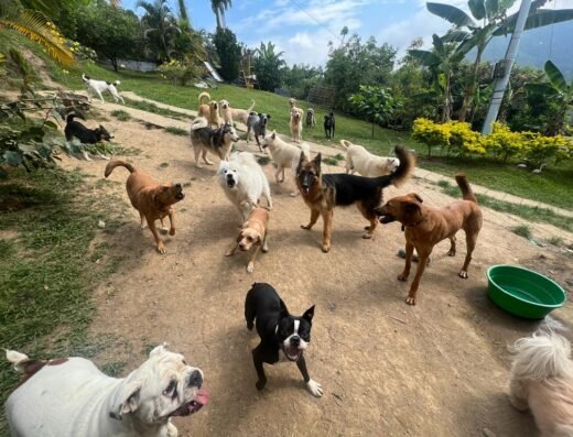 Paseos de perros