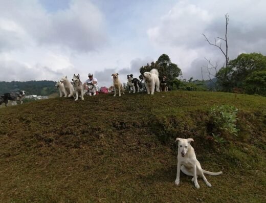 Paseos de perros
