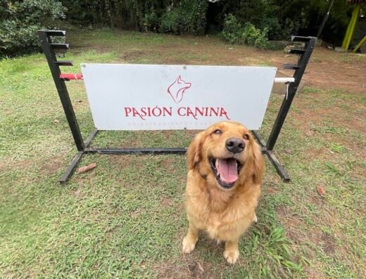 Pasión canina