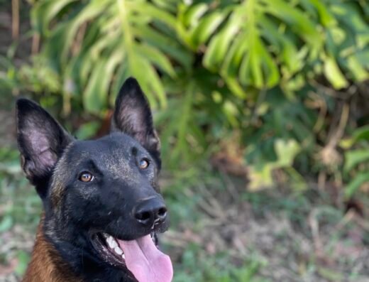 Pasión canina