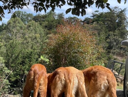 Pasión canina