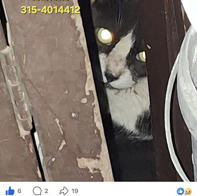 Gato encontrado en Nueva Floresta