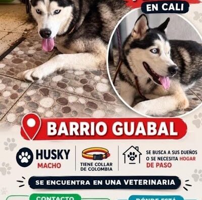 Perro encontrado en Guabal