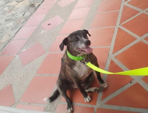 Patitas Felices 🐾 Paseos Caninos By Rik