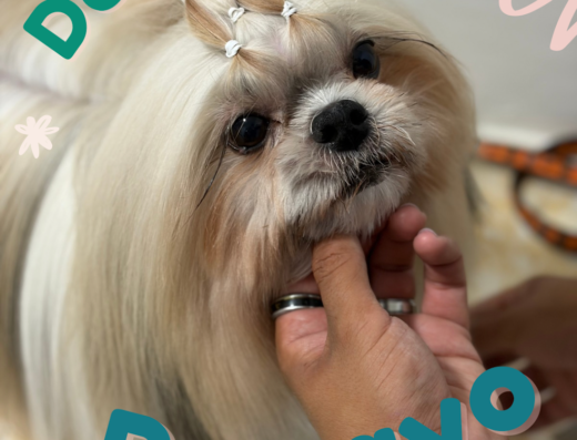 Pawayo | Peluqueria Canina Medellin