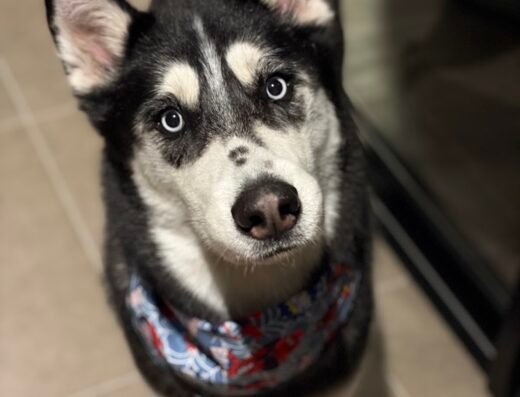 Pawayo | Peluqueria Canina Medellin
