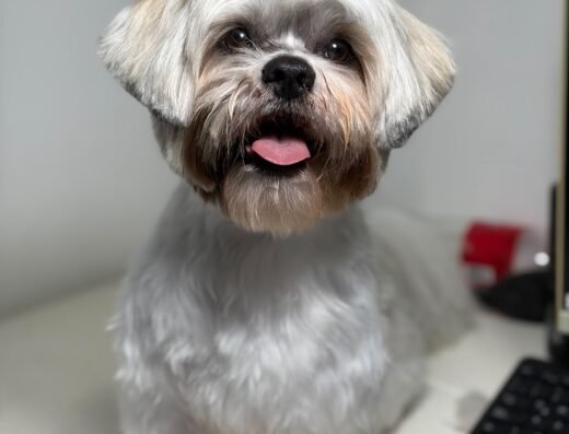 Pawayo | Peluqueria Canina Medellin