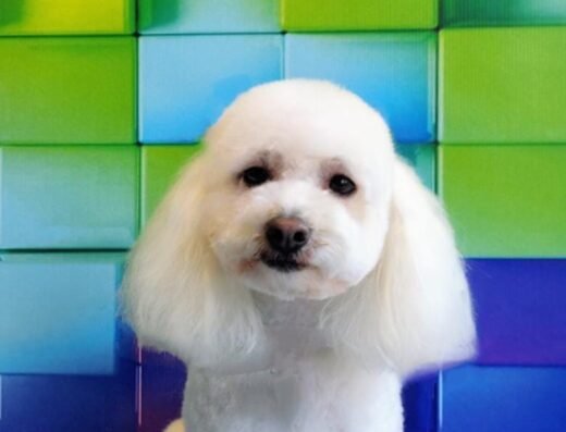 peluCANdo peluqueria canina galerias