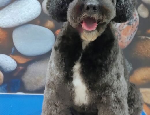 peluCANdo peluqueria canina galerias