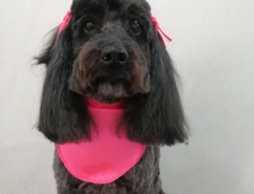 Peluqueria canina Perros Lindos