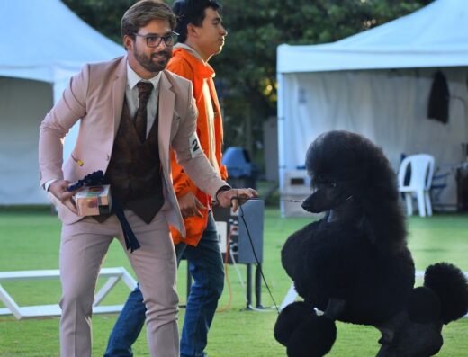 Peluquería Canina y Felina Afghan Hound College