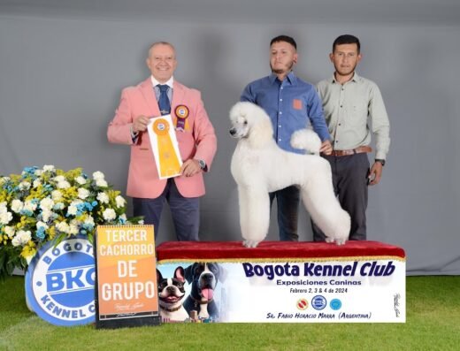 Peluquería Canina y Felina Afghan Hound College