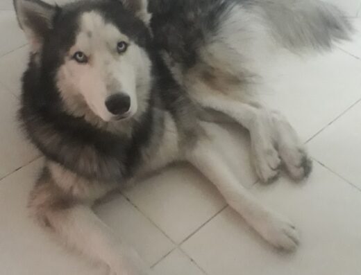 Perros De Paseo – Belen Rodeo Alto