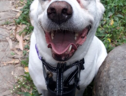 Perros De Paseo – Belen Rodeo Alto