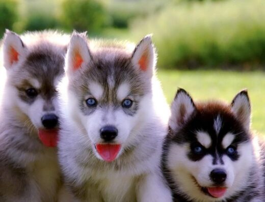 Perros De Paseo – Belen Rodeo Alto