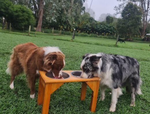 Perros siendo perros by la Hacienda