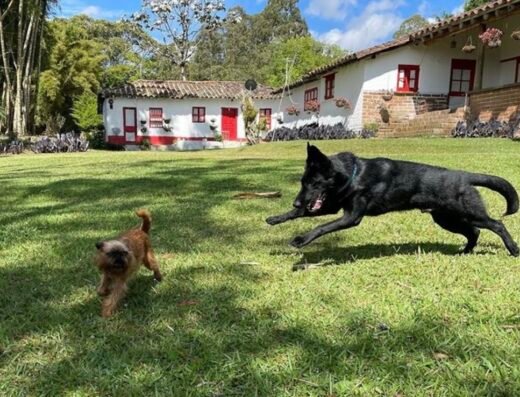 Perros siendo perros by la Hacienda