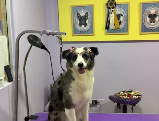 Pet House Boutique Spa & Veterinaria