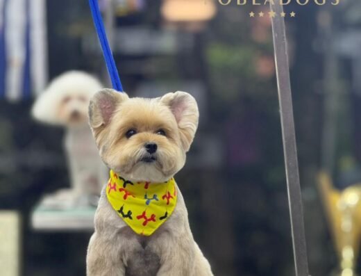 Pobladogs Peluqueria Canina