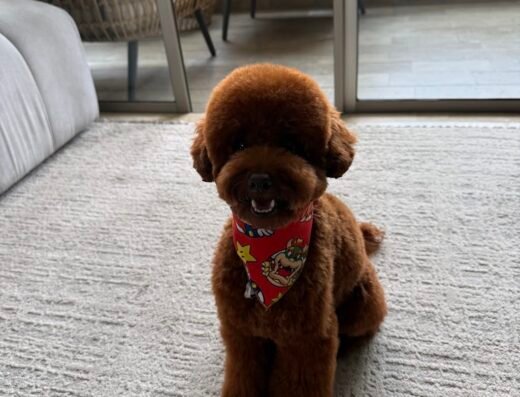 Pobladogs Peluqueria Canina