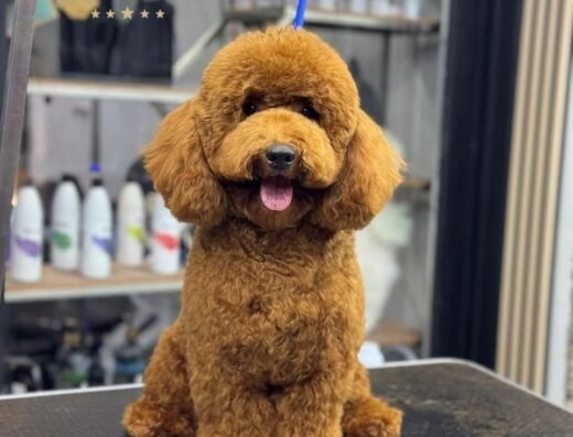 Pobladogs Peluqueria Canina