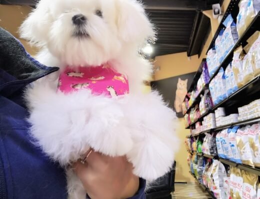 Puppy Export Tienda Para Mascotas Sede Niza