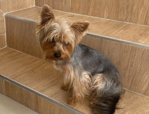 Puppy Gold Clínica Veterinaria