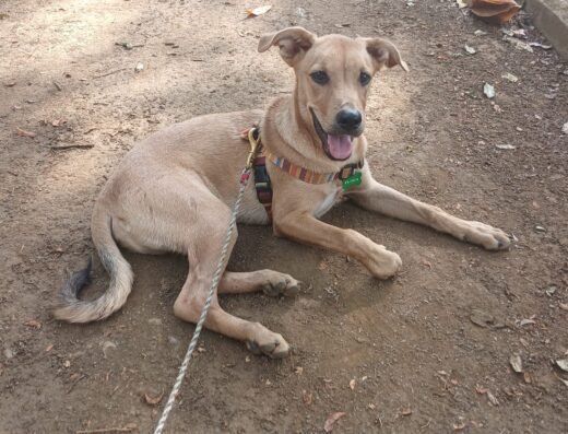 Perro encontrado · Mestizo