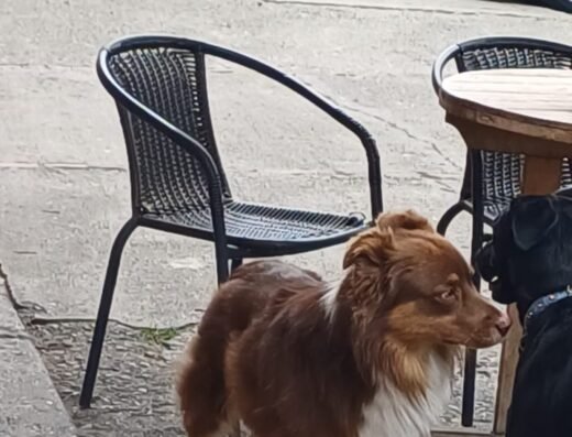 Perro perdido · Niza IX