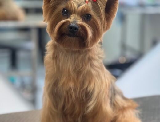 Rey Groomer | Mauro Reyes – Peluquería Canina