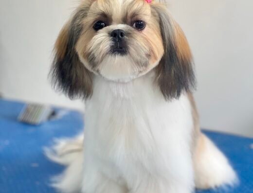 Rey Groomer | Mauro Reyes – Peluquería Canina
