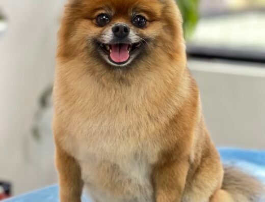 Rey Groomer | Mauro Reyes – Peluquería Canina