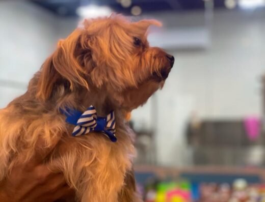 Rocky Petshop Alameda