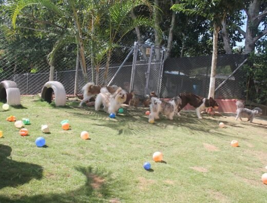 Ruitoque Club Canino