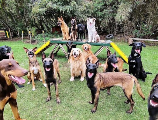 Rutas Caninas S.C – Hotel Guardería Canina Bogota