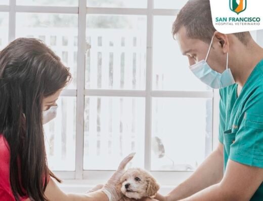 San Francisco Hospital Veterinario