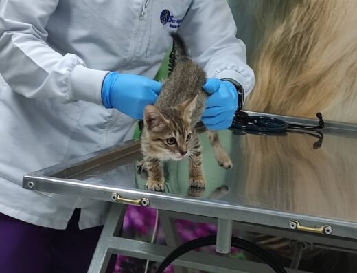 San Miguel Medicina Veterinaria
