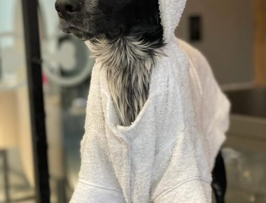 SanRoque SPA – Grooming Canino y Felino