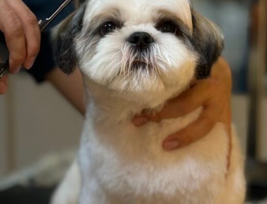 SanRoque SPA – Grooming Canino y Felino