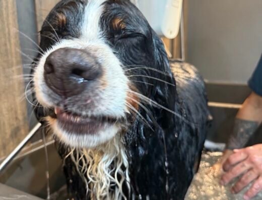 SanRoque SPA – Grooming Canino y Felino