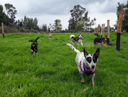 Santo Canino